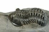 Pair Of Morocconites Trilobites - Ofaten, Morocco #260370-7